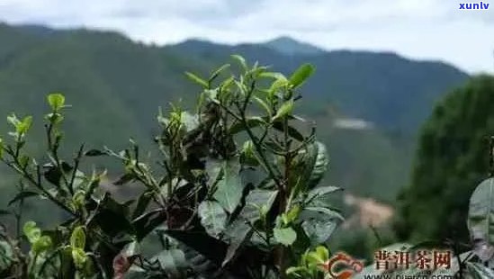 普洱茶在哪个高原生长和种植？哪个高原的普洱茶？