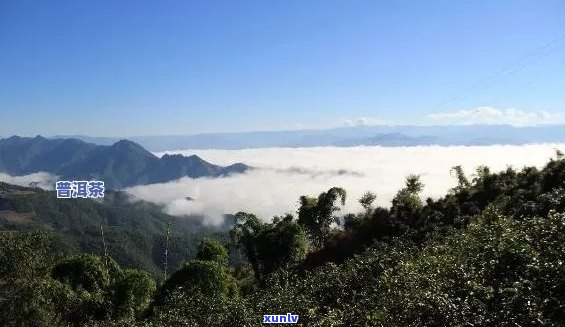 普洱茶海拔高度对品质的影响：越高越好还是适中为佳？