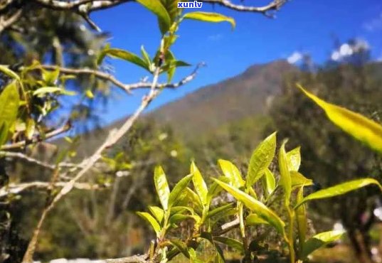 普洱茶的生长海拔：高度及其对茶叶品质的影响