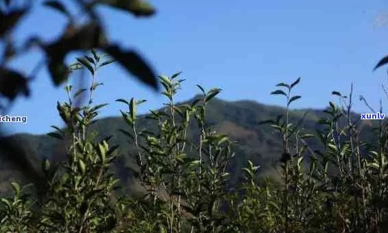 普洱茶的生长海拔：高度及其对茶叶品质的影响