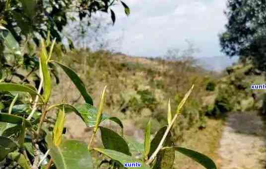 普洱茶种植与海拔：探究适宜生长条件与茶叶品质之间的关系