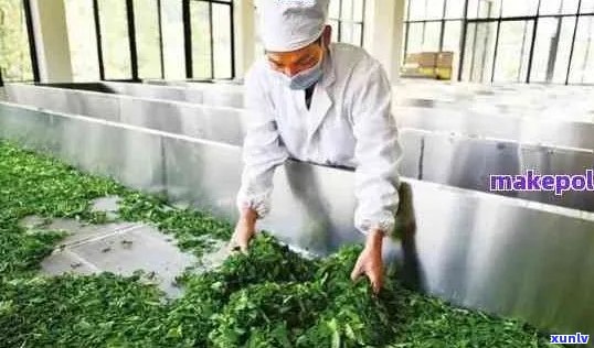 云瑞天合茶厂：品茗文化、茶叶品种、 *** 工艺与茶叶礼盒购买一站式指南