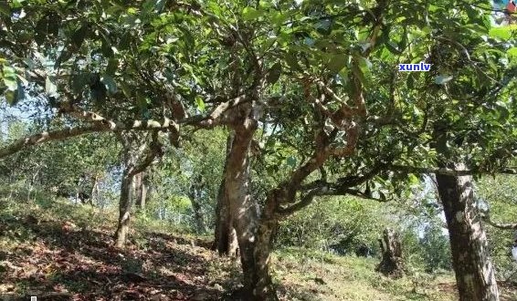 古树普洱茶有花香味：揭秘古树普洱茶的花香源及味道特点