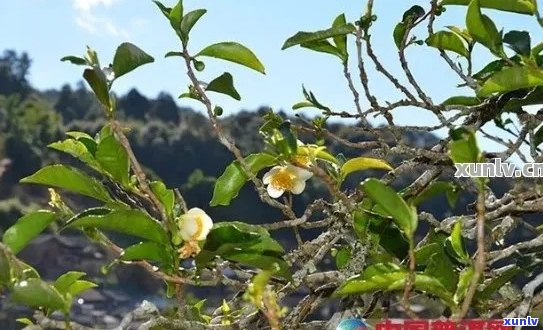 古树普洱茶有花香味：揭秘古树普洱茶的花香源及味道特点