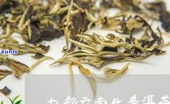 新 云南普洱茶七彩系列：生茶的价格、品质与口感详解