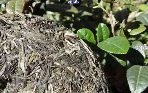 普洱茶根的功效、种类及如何食用 - 一个全面的解答普洱茶根的问题