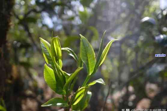 普洱茶属于大叶种吗，为什么不能喝？