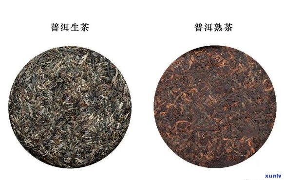 什么是普洱茶博合道