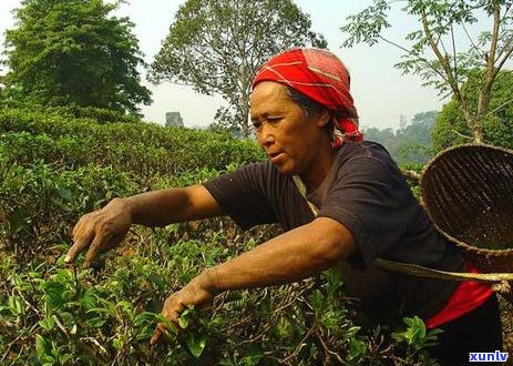 勐海县普洱茶地：历、文化与生态的融合