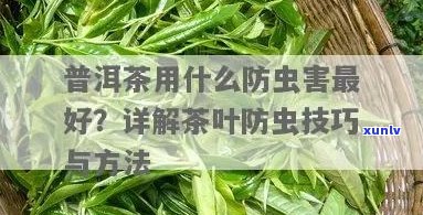 普洱茶怎么除病虫害：有效防治 *** 与防虫措