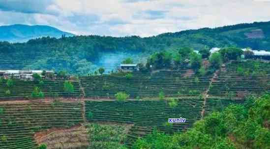 澜沧地区特色普洱茶产区推荐：品味千年古树与纯净山泉的完美融合