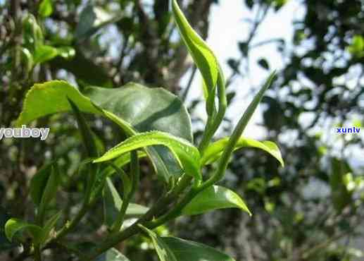 景迈古树普洱茶生茶口感：云南特色，独特风味与显著特点