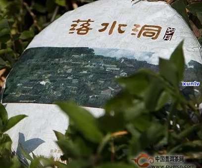 深入探索落水洞普洱茶：口感特征、品质评价及选购指南