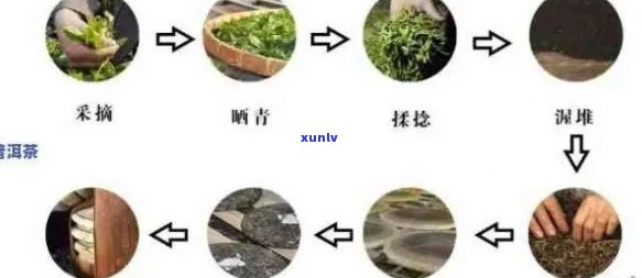 普洱茶发花工艺专利详细解析：涉及技术原理、应用范围及创新点全面探讨