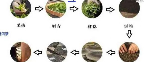 普洱茶发花工艺专利技术：详细解析及相关原理。