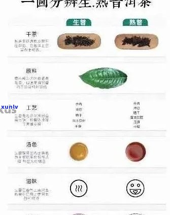 普洱茶的独特魅力：品种、口感、功效与品鉴技巧全面解析