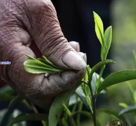 普洱茶叶的特点和功效