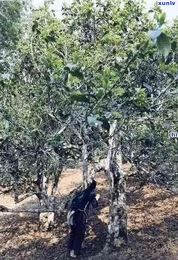 深山古树普洱生茶：品种、产地、 *** 工艺与品饮 *** 的全面解析