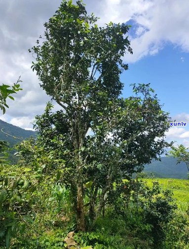 勐海深山古树普洱茶