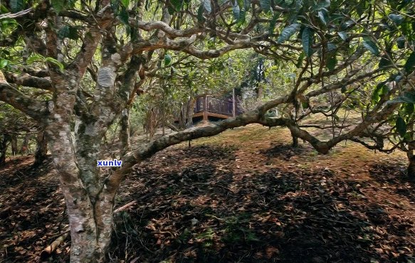 勐海深山古树普洱茶