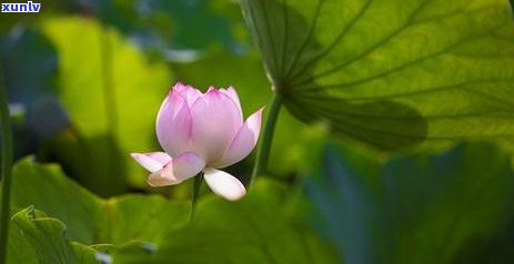 普洱茶喝头晕怎么办呢-普洱茶喝头晕怎么办呢女性