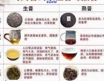 普洱茶各厂代号对比大全：5家厂家的特色与差异