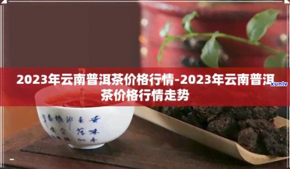 云南普洱茶2023年价格走势分析：每斤多少钱？