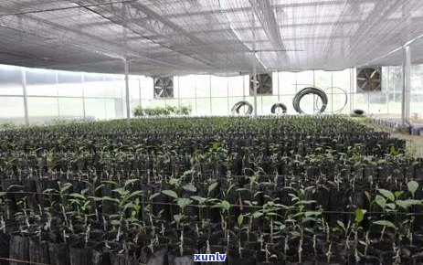 古树小柑宫廷普洱茶：古树、普洱与小树茶的区别解析