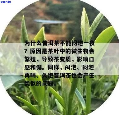 '普洱茶抗缺氧内生菌吗：有效与安全的疑问解答'