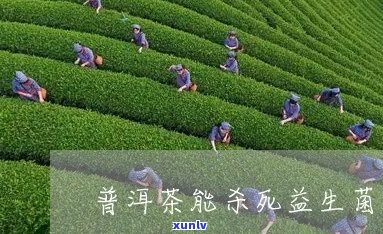 普洱茶抗缺氧内生菌