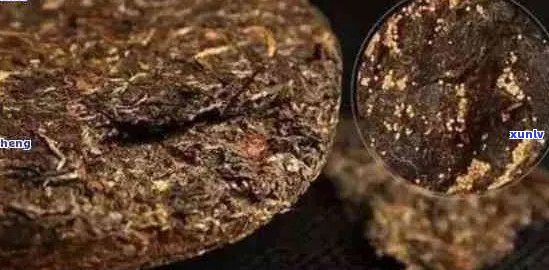 如何鉴别普洱茶金花的真伪与品质？