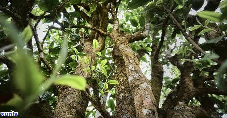 灸后饮茶时间：何时最适合品茗？茶叶与灸的相互作用及注意事项