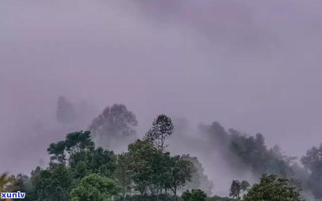 关于普洱茶的大白话