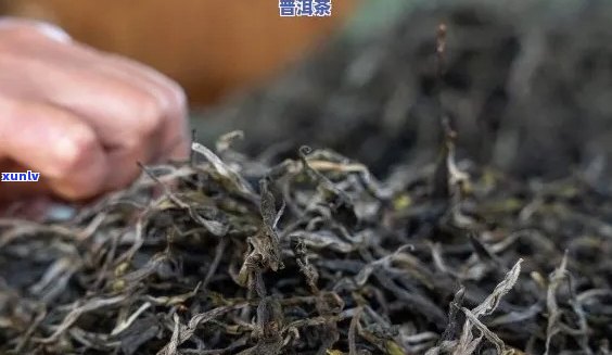 晒青普洱茶： *** 用语、特点与熟茶辨别——你知道吗？