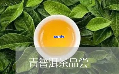 青普洱茶的独特风味及其在品饮过程中的魅力体验