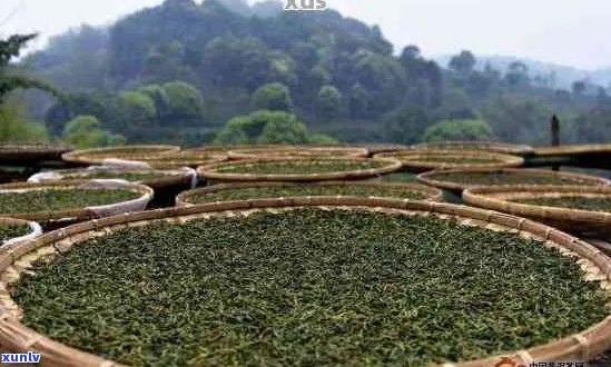 普洱晒青是不是生茶：探讨普洱茶 *** 过程中的晒青环节