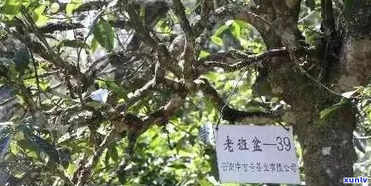 班章古树茶品级、产地、价格及购买渠道全面解析