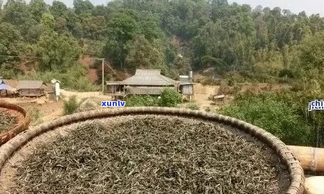 班章古树茶厂：探索高品质茶叶的诞生之地，了解茶叶 *** 工艺与历沿革