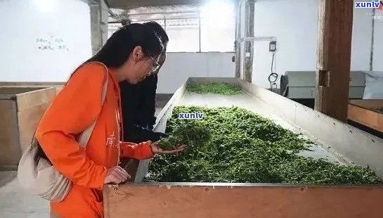 班章古树茶厂：探索高品质茶叶的诞生之地，了解茶叶 *** 工艺与历沿革