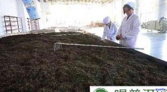 普洱茶生茶是否经过发酵？了解其发酵程度及其对茶叶品质的影响