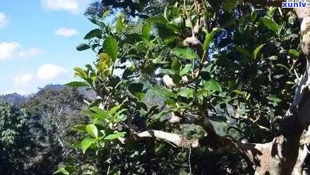 普洱茶的独特苦味：探寻其背后的故事与科学原理