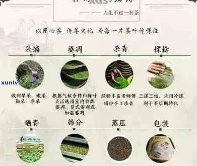 古树普洱茶：品种、种类、茶叶详解与功效作用