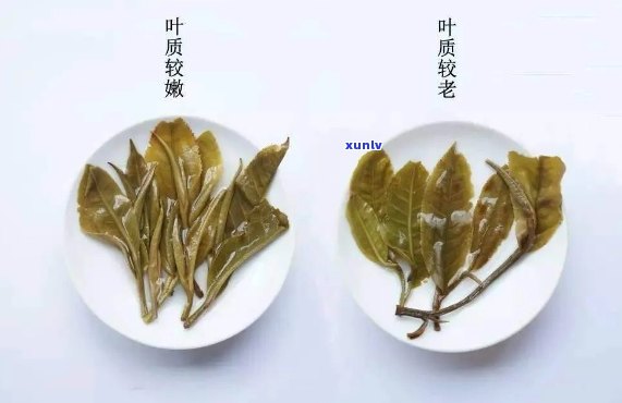 普洱茶的叶底怎么辨别好坏和真假：掌握这些技巧，轻松鉴别普洱茶叶底质量