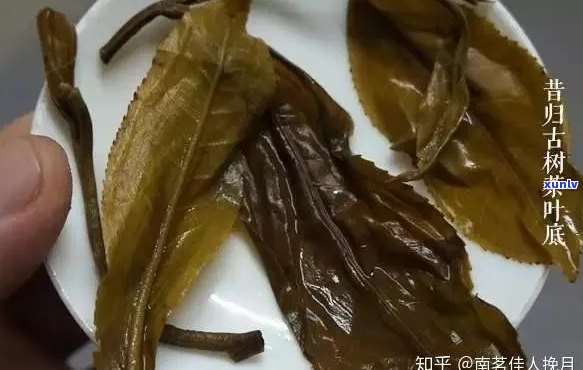 普洱茶的叶底怎么辨别好坏和真假：掌握这些技巧，轻松鉴别普洱茶叶底质量