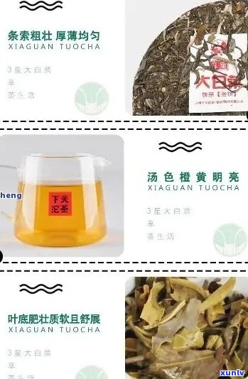 大益普洱茶小白菜：品鉴、冲泡与功效详解，让您全面了解这款茶叶的魅力