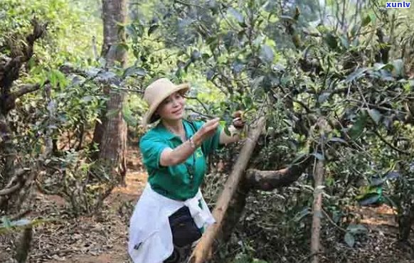 云南普洱龙润茶：古树韵味，醇厚口感，品鉴新境界