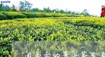 闲鱼发布普洱茶规定与安全性