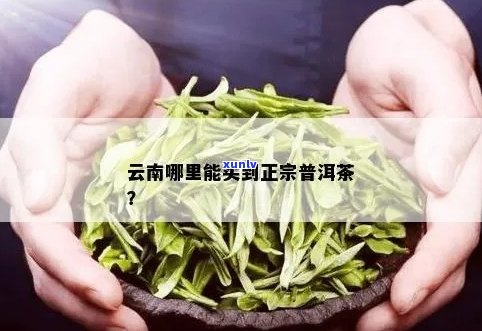 云南买普洱茶攻略：正宗地推荐哪里与如何购买