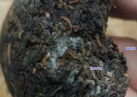 普洱茶长黄霉正常吗能喝吗？百度百科。