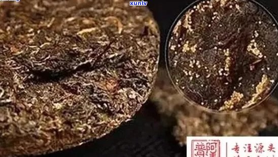 普洱茶金点现象：成因、品质与鉴别 *** 的全面解析